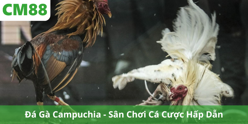 Đá Gà Campuchia - Sân Chơi Cá Cược Hấp Dẫn